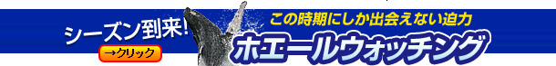 沖縄ホエールウォッチングに行くなら!